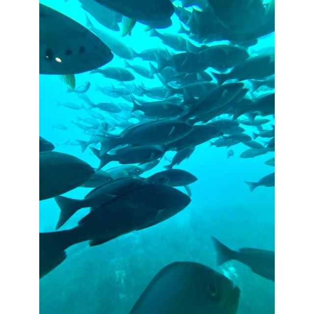 『秘密倶楽部 凛 TOKYO』錦糸町デリヘル 待ち合わせ型 人妻デリバリーヘルス純那さんの写メ日記【海の生き物たち】