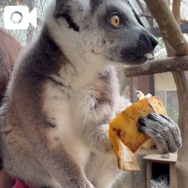 『秘密倶楽部 凛 TOKYO』錦糸町デリヘル 待ち合わせ型 人妻デリバリーヘルス純那さんの日記画像