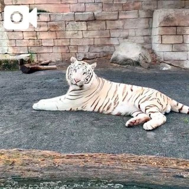 『秘密倶楽部 凛 TOKYO』錦糸町デリヘル 待ち合わせ型 人妻デリバリーヘルス純那さんの日記画像