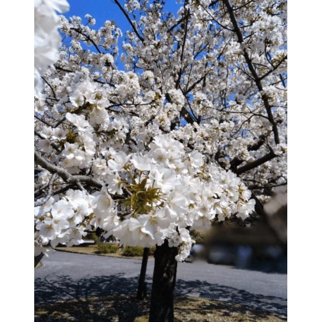 『秘密倶楽部 凛 TOKYO』錦糸町デリヘル 待ち合わせ型 人妻デリバリーヘルスちかの日記【また明日】画像