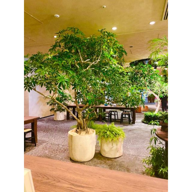 『秘密倶楽部 凛 TOKYO』錦糸町デリヘル 待ち合わせ型 人妻デリバリーヘルスみいなさんの写メ日記【お礼日記本指day】