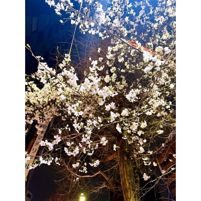 『秘密倶楽部 凛 TOKYO』錦糸町デリヘル 待ち合わせ型 人妻デリバリーヘルスりおさんの日記画像