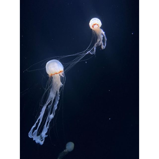 『秘密倶楽部 凛 TOKYO』錦糸町デリヘル 待ち合わせ型 人妻デリバリーヘルスりのさんの日記画像