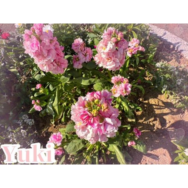 『秘密倶楽部 凛 TOKYO』錦糸町デリヘル 待ち合わせ型 人妻デリバリーヘルスゆきさんの写メ【出勤いたし...】