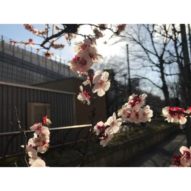 『秘密倶楽部 凛 TOKYO』錦糸町デリヘル 待ち合わせ型 人妻デリバリーヘルスゆきさんの日記画像