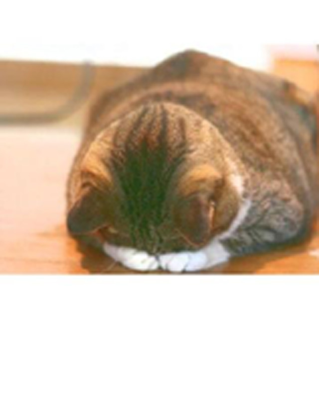 『秘密倶楽部 凛 TOKYO』錦糸町デリヘル 待ち合わせ型 人妻デリバリーヘルスちかさんの日記画像