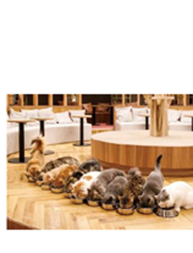 『秘密倶楽部 凛 TOKYO』錦糸町デリヘル 待ち合わせ型 人妻デリバリーヘルスちかさんの日記画像