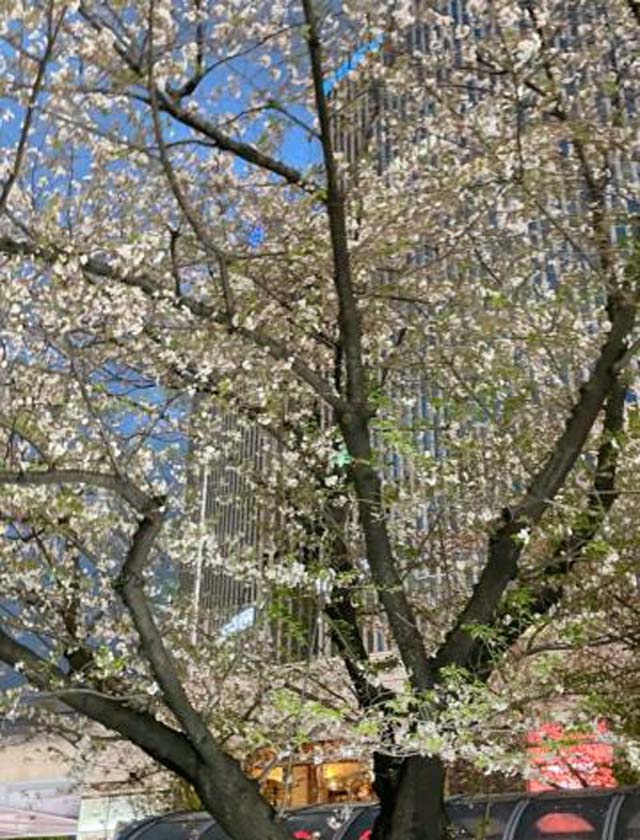 『秘密倶楽部 凛 TOKYO』錦糸町デリヘル 待ち合わせ型 人妻デリバリーヘルスちかの日記【葉桜】画像