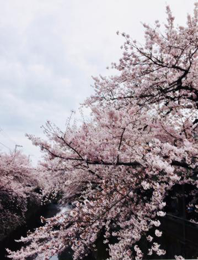 『秘密倶楽部 凛 TOKYO』錦糸町デリヘル 待ち合わせ型 人妻デリバリーヘルスちかの日記【春といえば花見ですが、恋人としたいですか？友達としたいですか？】画像