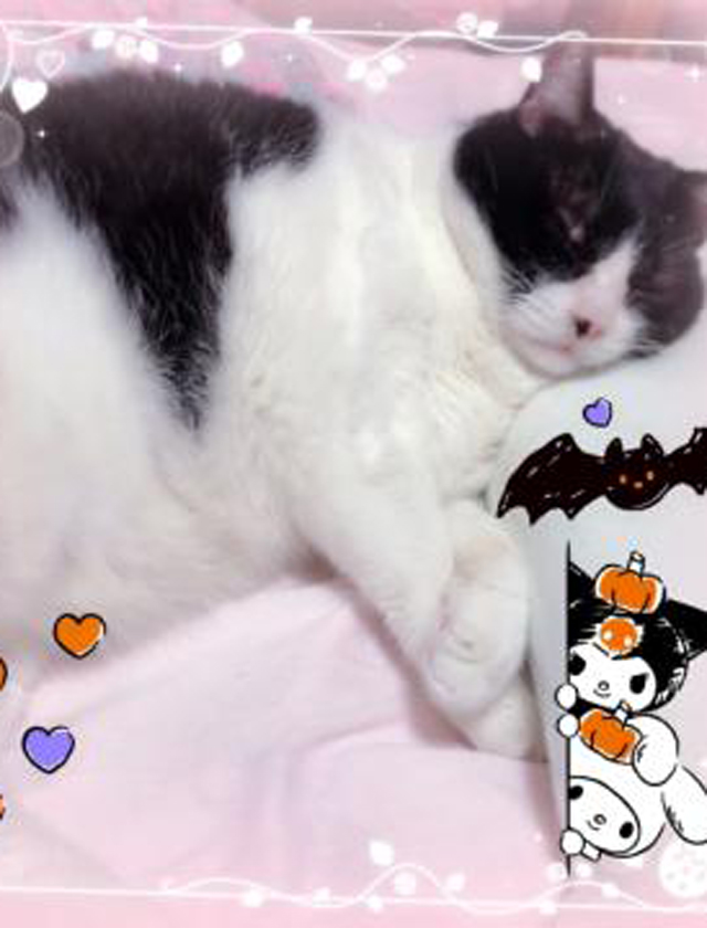 『秘密倶楽部 凛 TOKYO』錦糸町デリヘル 待ち合わせ型 人妻デリバリーヘルス純那さんの日記画像