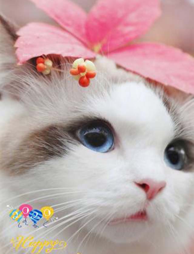 『秘密倶楽部 凛 TOKYO』錦糸町デリヘル 待ち合わせ型 人妻デリバリーヘルス純那の日記【HAPPY？NEW？YEAR？】画像