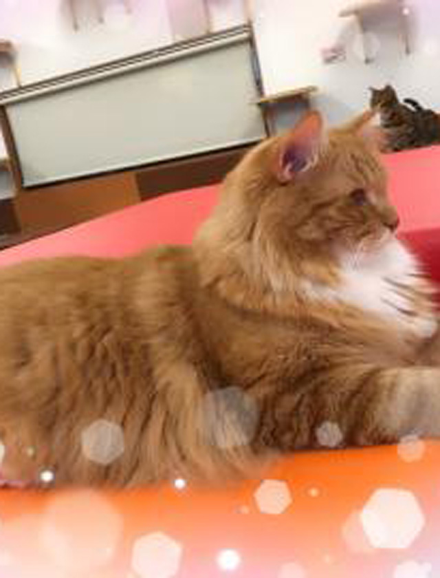 『秘密倶楽部 凛 TOKYO』錦糸町デリヘル 待ち合わせ型 人妻デリバリーヘルス純那の日記【ゆったり】画像